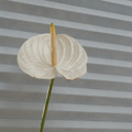 pleated blinds