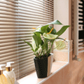 Venetian Blinds
